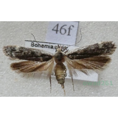 Anacampsis blattariella (Hübner, 1796) Czech46f